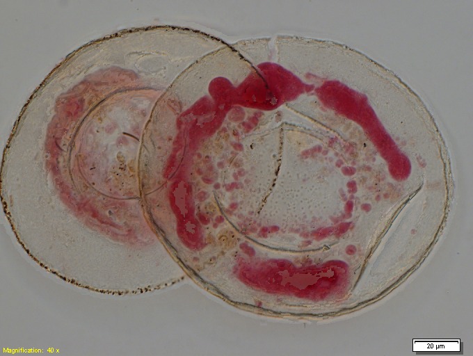 File:Collection Pénard MHNG Specimen 686-1-2.tif