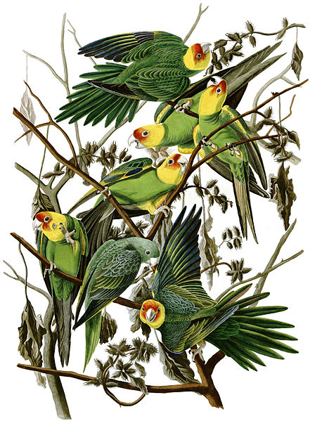 Audubon's Carolina Parakeets