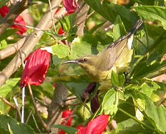 Kuprosunbird.jpg