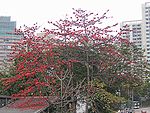 (Silk) Cotton Tree (called Kate-savari, Savar, or Saur in Maharashtra, Simal or Shimbal in Hindi, hatti mara in Kannada, Shimul in Bengali, Ilavu/Ilava Maram இலவ மரம் in Tamil and Malayalam and Salmali in ) -- Bombax malabaricum, or Bombax ceiba"booruga " in Telugu