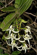 Young, viable Cyrtorchis arcuata inflorescence without discolouration