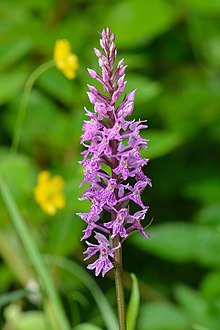 Dactylorhiza fuksi - vööthuul-sõrmkäpp Pakri.jpg