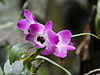 Dendrobium nobile - цветочный вид 01.jpg