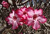 Adenium obesum