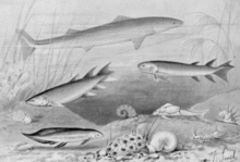 The Devonian period 419–359 Ma (Age of Fishes) saw the development of early sharks, armoured placoderms and various lobe-finned fishes including the tetrapod transitional species