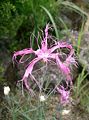 (Dianthus x isensis)