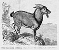 Die Gartenlaube (1887) b 787.jpg Wilde Ziege von der Insel Giura. (Capra dorcas.) Nach dem Leben gezeichnet von G. Mützel.