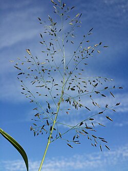 Eragrostis albensis