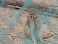 Husarenaffe Patas Monkey