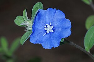 une fleur bleue, vue de face, montrant les étamines et le pistil trifide