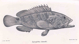 Epinephelus daemelii