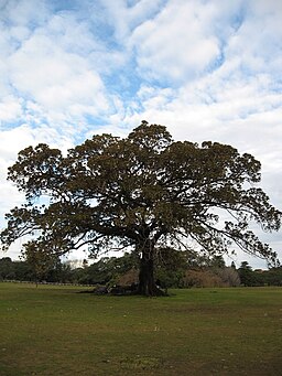 Fig Tree