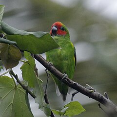 ♂ Cyclopsitta diophthalma