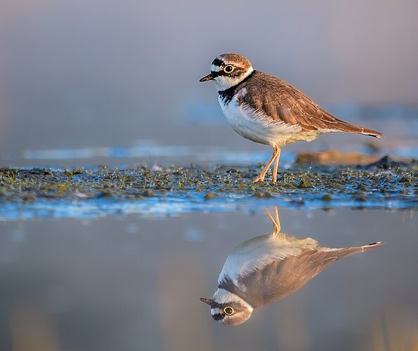 Самка малого зуйка (Charadrius dubius) ищет корм на мелководье