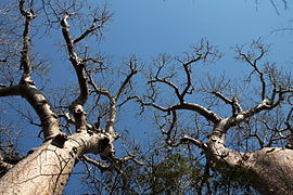 Fony baobab