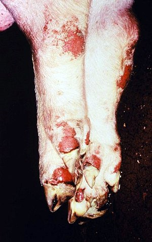 Ruptured blisters on the feet of a pig with FMD