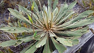 Frailejón