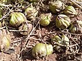 Fruits du tectona grandis, forêt classée de la Lama, commune de Zogbodomey au Bénin