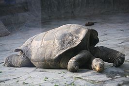 Reuzenschildpad (Chelonoidis ephippium)