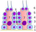 Keimepithel des Samenkanälchens: 1 Basalmembran 2 Spermatogonie 3 Spermatozyt 1. Ordnung 4 Spermatozyt 2. Ordnung 5 Spermatide 6 reife Spermatide 7 Sertoli-Zelle 8 Tight junction    (Blut-Hoden-Schranke)
