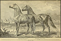 Gifts from the Sultan to Grant, two Arabian stallions Grant's tour around the world; with incidents of his journey through England, Ireland, Scotland (1879) (14777741645).jpg