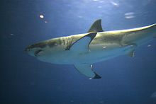 Great white shark in captivity in the Monterey Bay Aquarium. Wikimedia Commons.