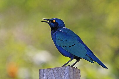 Lamprotornis chalybaeus