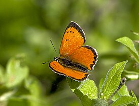 Lycaena ottomanus