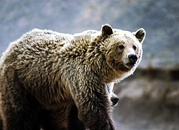 Grizzly a Yellowstone Nemzeti Parkban