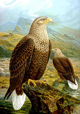 Haliaeetus albicilla - Naumann.jpg