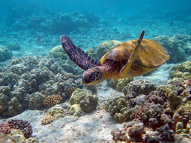 Зелёная черепаха (Chelonia mydas) под водой (Гавайи)