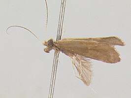 Helicopsyche falcigona