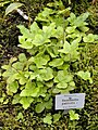 Hemionitis palmata - Botanischer Garten München-Nymphenburg - DSC08176.JPG