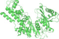 PDB: 1IG8​. Hexokinase PII. Yeast.