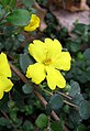 Květ Hibbertia truncata