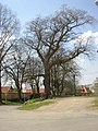 Protected linden, planted in 1777