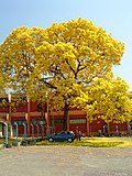 Miniatura para Tabebuia ochracea