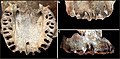 Burial 17 - The maxilla was within the skullcap. Teeth were intentionally removed and burnt marks are limited to the alveolar margin.