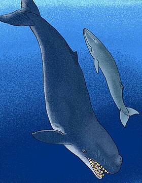 Reconstituição artísticas de cetáceos fósseis: Livyatan à esquerda. Cetotherium, à direita.