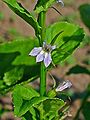 Lobelie (Lobelia inflata)