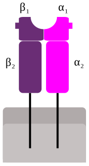 Miniatura para Complejo mayor de histocompatibilidad de clase II