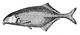 Marcusenius furcidens