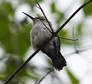 Colibri-abelha-cubano(Mellisuga helenae).