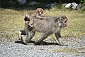 2018年8月3日 (金) 09:33時点における版のサムネイル