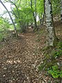 Mount Tavagnone, mule track below the Dos di Sas and near the Bocca della Véna pass leading into the Droanello valley