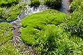 Il pendolino delle fonti ama gli ambienti ricchi d'acqua