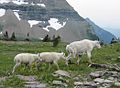 Chèvre des montagnes rocheuses.