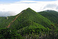 Nadelwald am Kobushigatake im Chichibu-Tama-Kai-Nationalpark