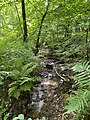 Beek am Grenzwall im Erlenauwald