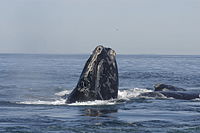 North Atlantic right whale North Atlantic right whale.jpg